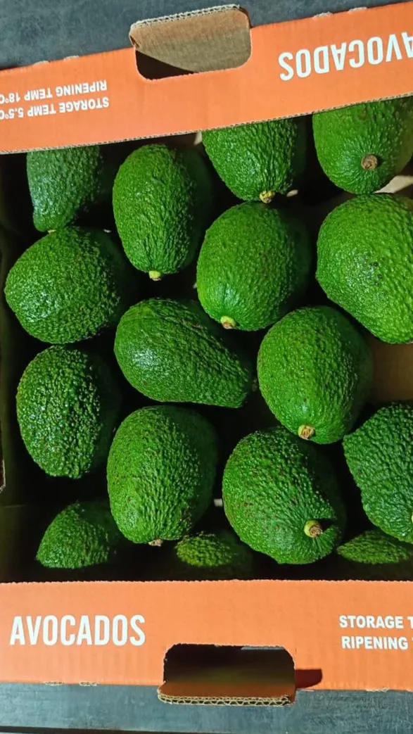 Premium Avocado
